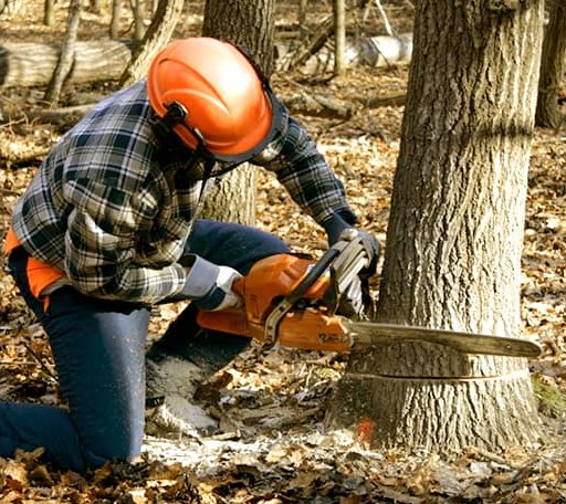 Tree Removal in Webster, KY